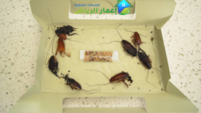 افضل 6 نصائح لمكافحة الحشرات