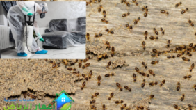 حلول للقضاء على الحشرات المنزلية 0504898394 افضل حلول للقضاء على الحشرات