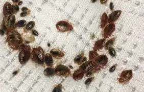 تجربتي في القضاء على البق